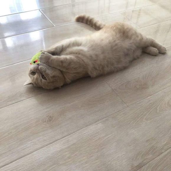 MeoHui Fur Mice Cat Toys, Rattling Catnip Cat Toys Mice, 5.5” Real Little Mice - Picture 2 of 2